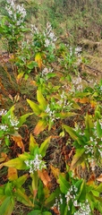 Koenigia polystachya