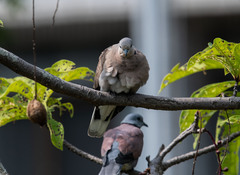 Streptopelia tranquebarica