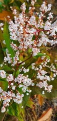 Koenigia polystachya