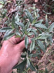 Metarungia longistrobus