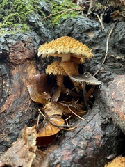 Pholiota