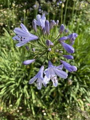Agapanthus praecox