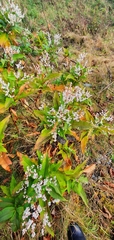 Koenigia polystachya