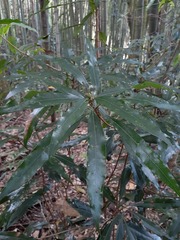 Litsea acuminata