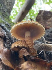 Pholiota
