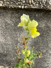 Antirrhinum