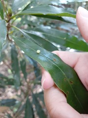 Litsea acuminata