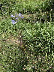 Agapanthus praecox