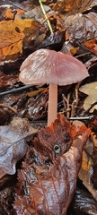 Mycena rosea