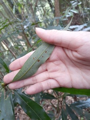 Litsea acuminata