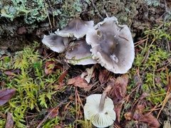Tricholoma saponaceum