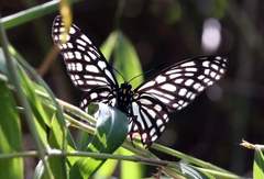 Hestina assimilis
