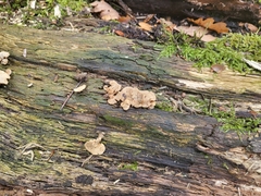 Fungi