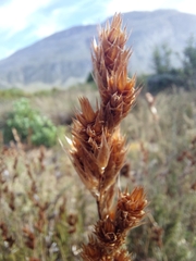Thamnochortus fruticosus