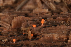 Hemitrichia decipiens