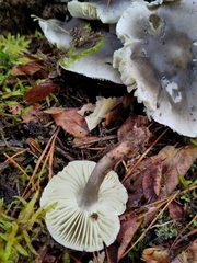 Tricholoma saponaceum