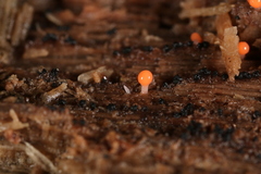 Hemitrichia decipiens