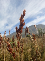 Thamnochortus fruticosus