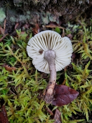 Tricholoma saponaceum