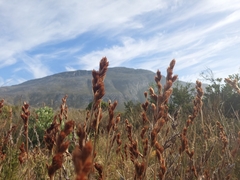 Thamnochortus fruticosus