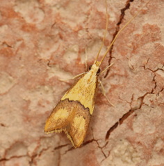 Crocanthes prasinopis