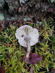 Tricholoma saponaceum