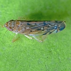 Scaphoideus opalinus