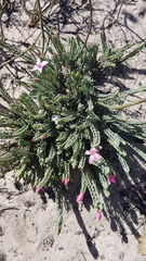 Lachnaea uniflora