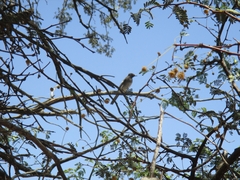 Pycnonotus nigricans