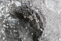 Stereocaulon vulcani