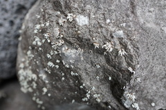 Stereocaulon vulcani