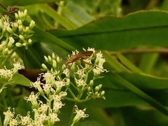 Riptortus linearis