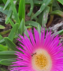 Carpobrotus dimidiatus