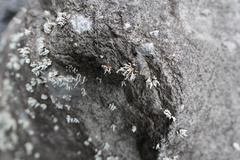 Stereocaulon vulcani