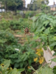 Araneus diadematus