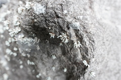 Stereocaulon vulcani