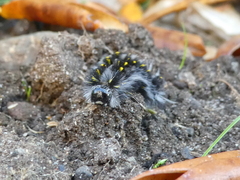 Lophocampa roseata