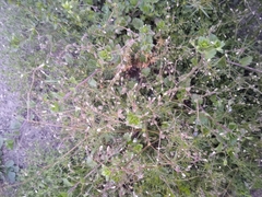 Spergula arvensis