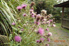 Cirsium nipponicum incomptum