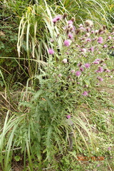 Cirsium nipponicum incomptum