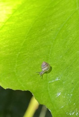 Coneuplecta calculosa