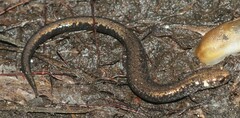 Plethodon richmondi
