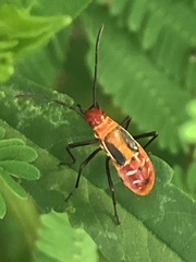 Dysdercus cingulatus