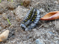 Lophocampa roseata