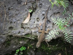 Sceloporus anahuacus