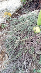 Camphorosma monspeliaca