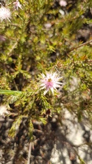 Diastella proteoides