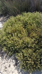 Diastella proteoides