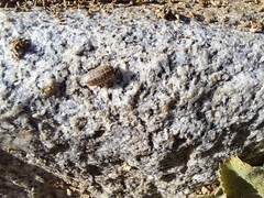 Armadillidium versicolor