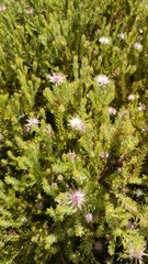 Diastella proteoides